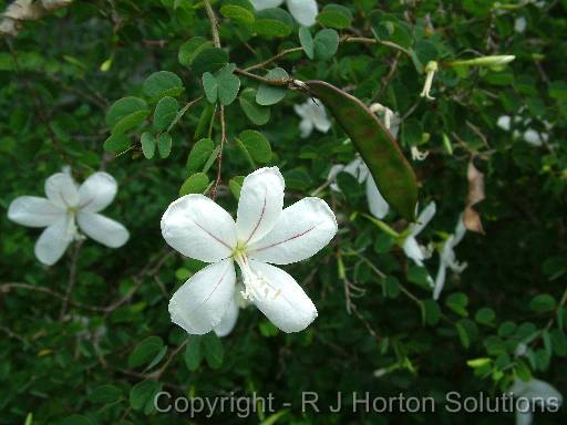 Bauhinia natalensis 